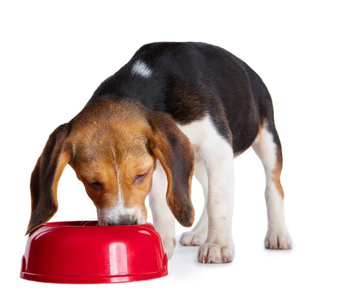 A young dog eating from a bowl