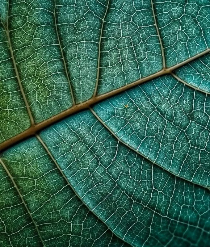 Macro photograph of a leaf showing intricate vein patterns with a colour gradient from deep green to turquoise.