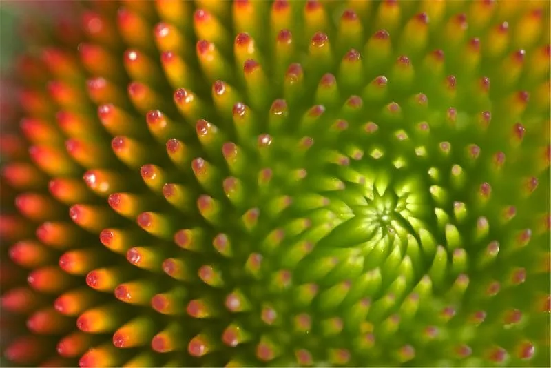 Macro photograph of a flower bud displaying a spiral pattern of tightly packed green spikes with red tips, radiating outward in a vibrant geometric design.