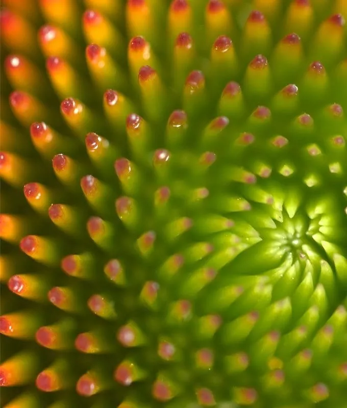 Macro photograph of a flower bud displaying a spiral pattern of tightly packed green spikes with red tips, radiating outward in a vibrant geometric design.
