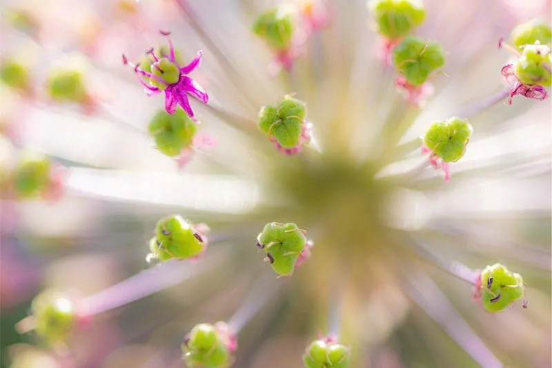 Close-up of capsules of a garden leek with blurred background
