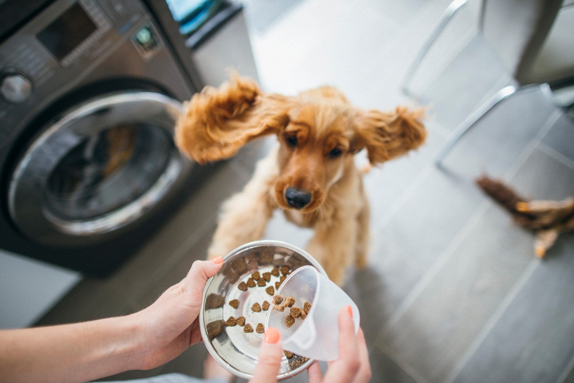 Animal Nutrition