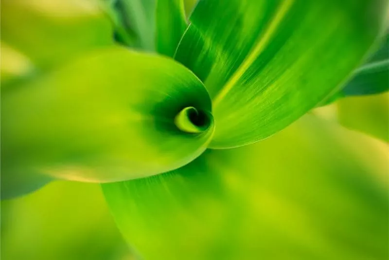 Fresh green corn leaves close up