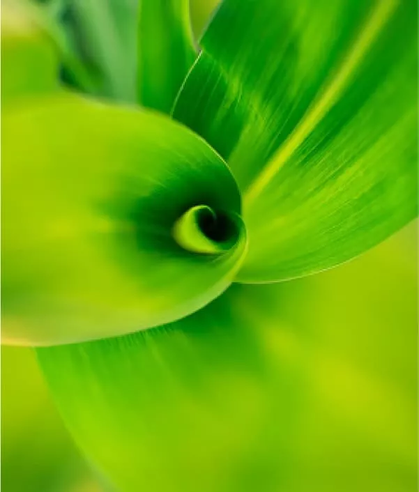 Fresh green corn leaves close up