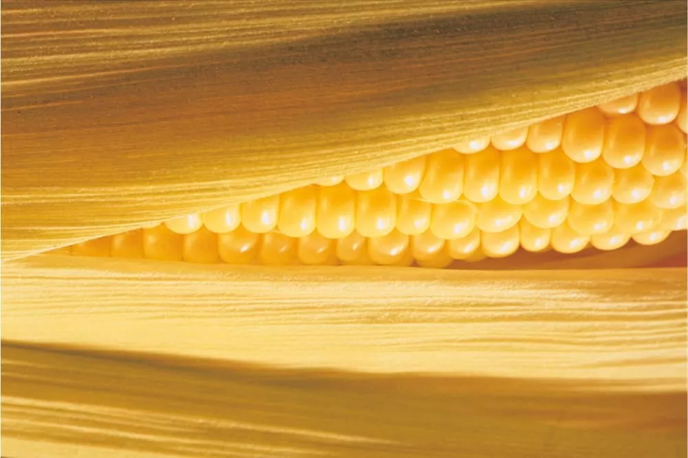 Close-up image of a partially husked ear of golden yellow corn image