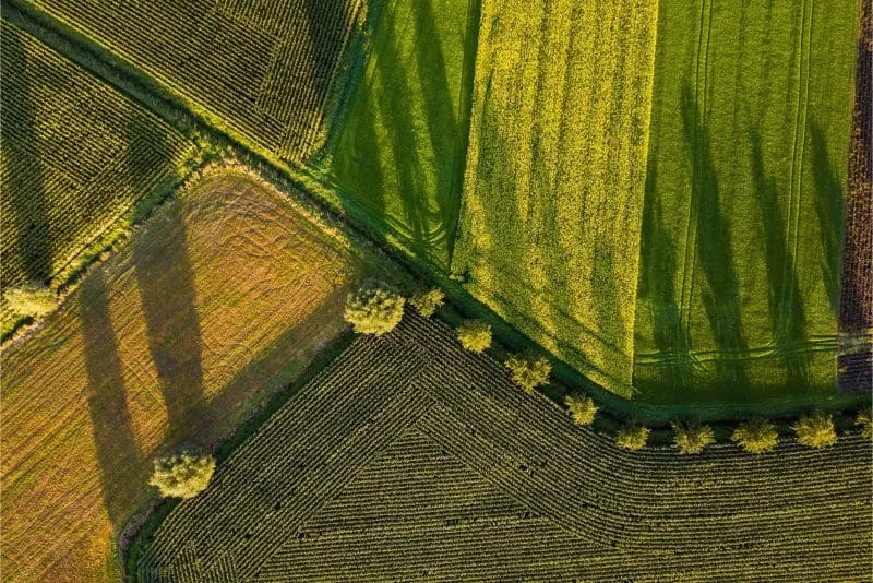 Aerial view of farmland showing geometric fields in different shades of green and brown, with visible tree lines and shadows from tall trees.