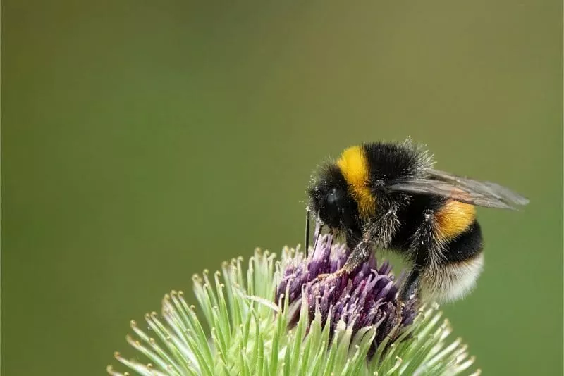 Close-up of a bumblebee collecting nectar from a purple thistle flower against a soft green background.