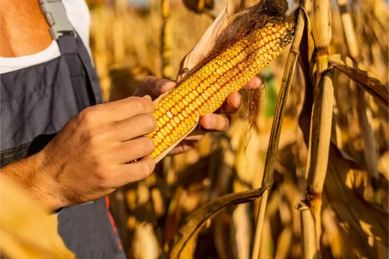 Person holding and inspecting an ear of ripe corn in a sunlit field with dry, golden stalks.
