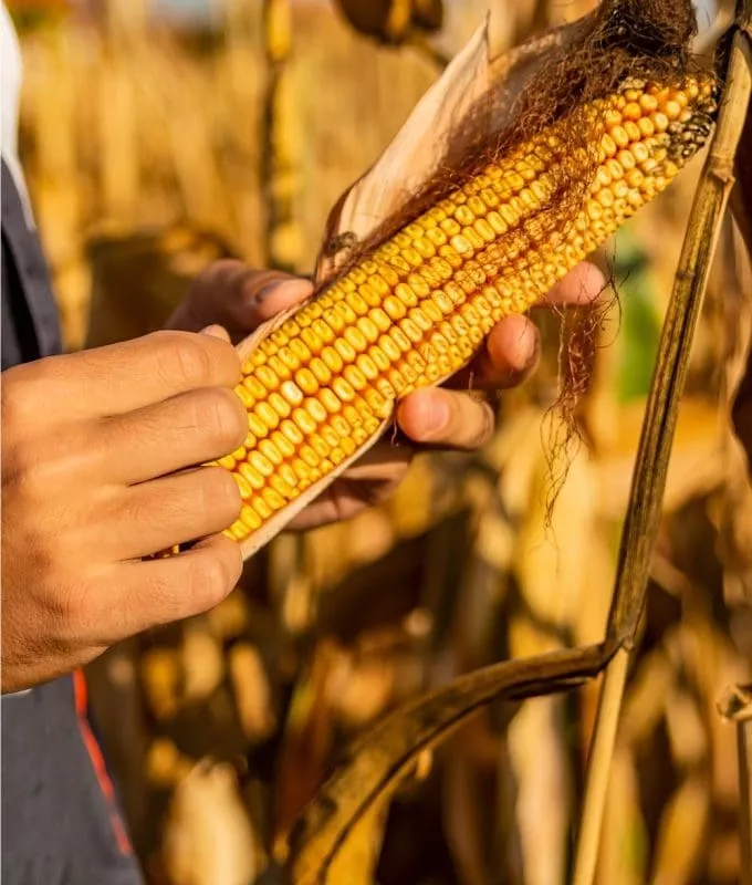 Person holding and inspecting an ear of ripe corn in a sunlit field with dry, golden stalks.