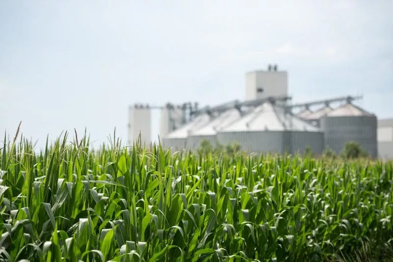 A green cornfield with a large factory and storage silos in the background.