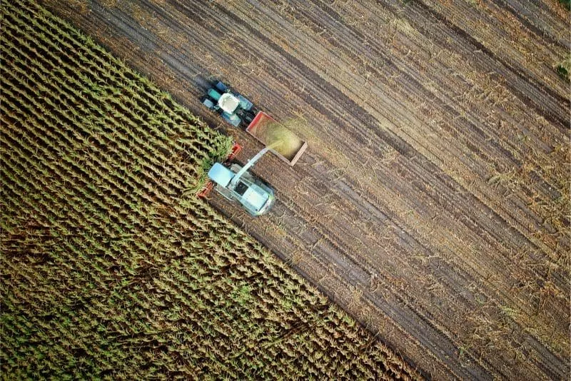An aerial view of a cornfield being harvested.