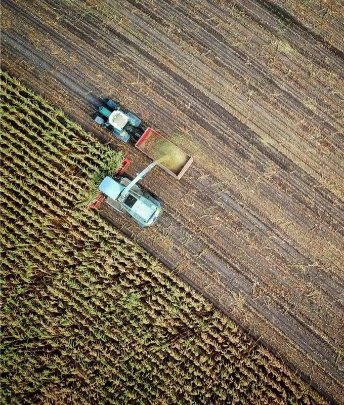 An aerial view of a cornfield being harvested.