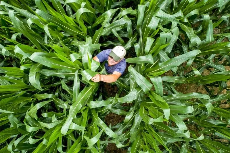 Man in a cap inspecting tall green corn plants in a field.