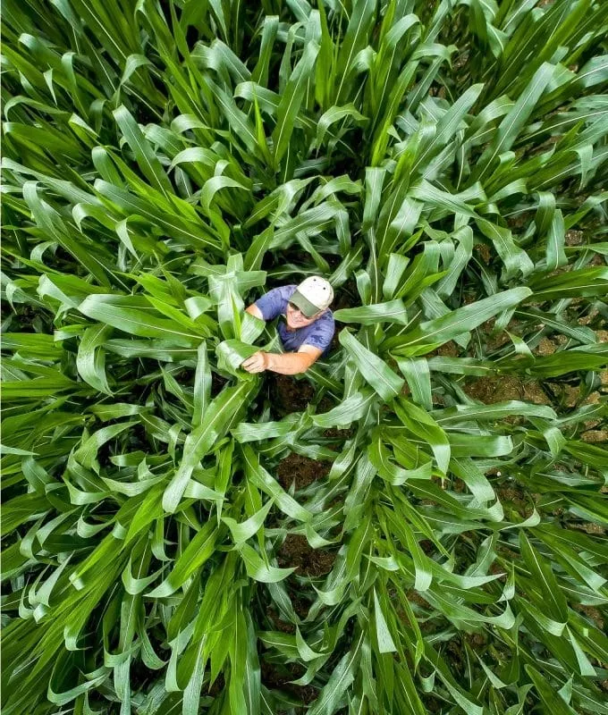Man in a cap inspecting tall green corn plants in a field.
