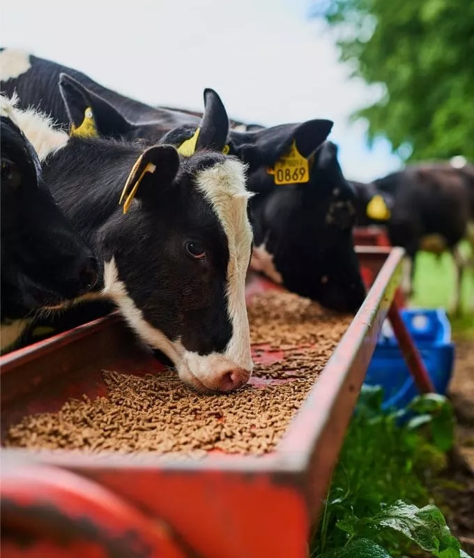 Black and white cows eating feed from a red trough in a grassy outdoor area.