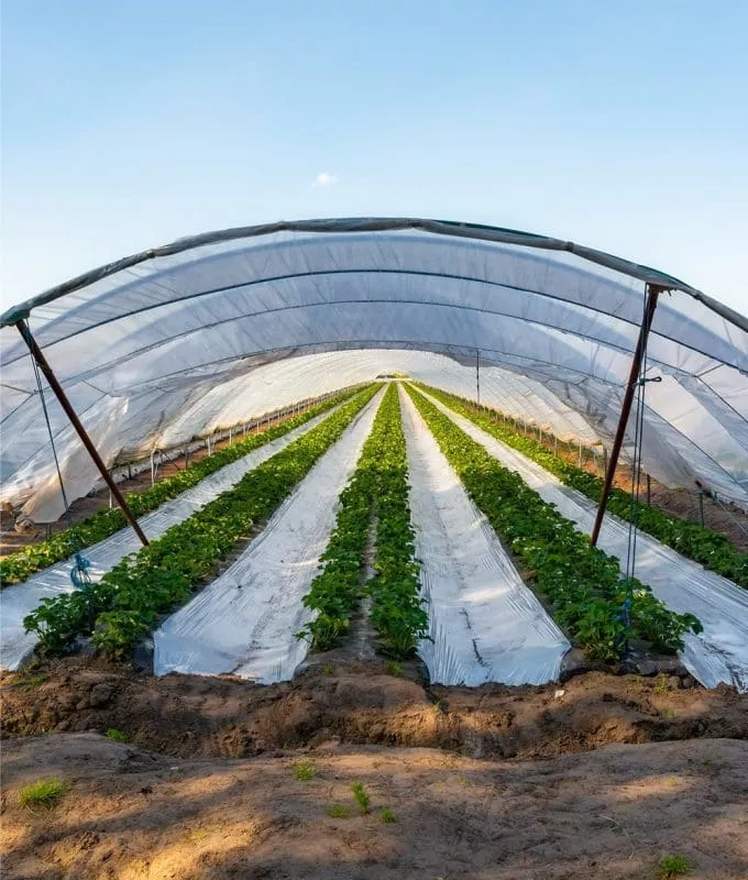 Rows of crops growing under a curved plastic greenhouse tunnel in a farm field.