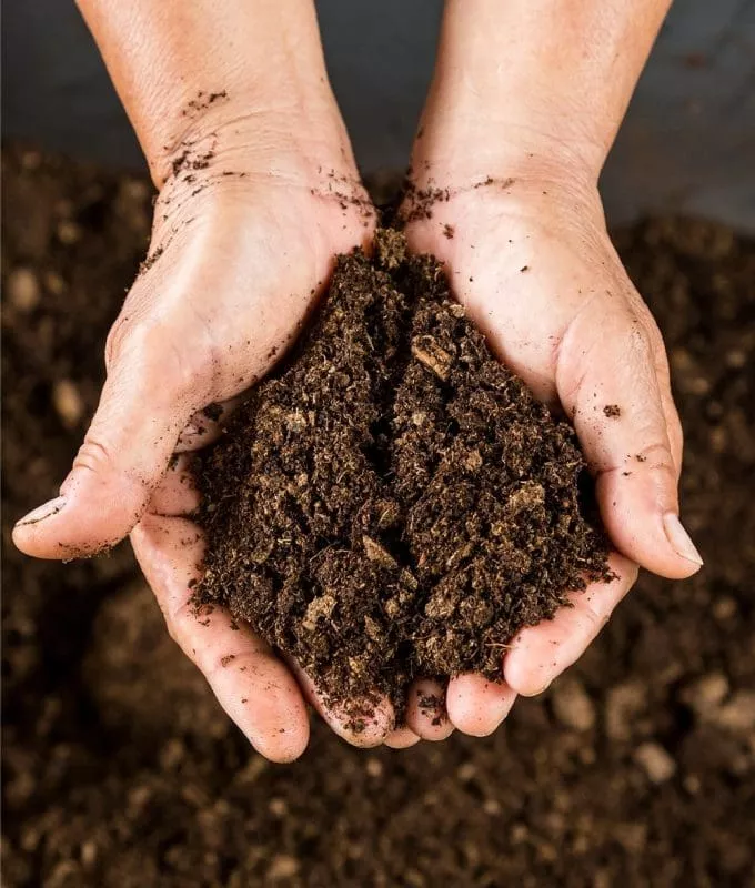 Hands holding a pile of dark, rich soil.